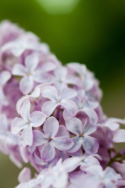 Eflatun çiçekler. Kapat.