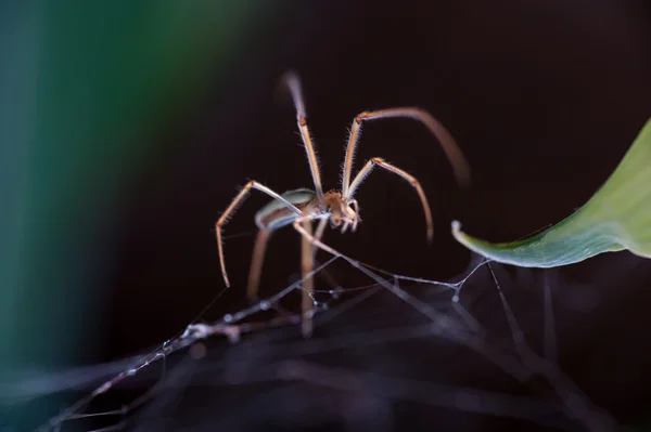 거미가 까이 서 — 스톡 사진