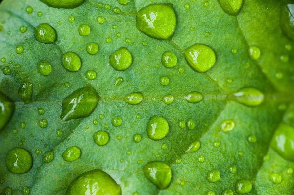 Druppels van de regen — Stockfoto