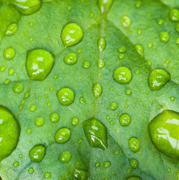 Druppels van de regen — Stockfoto