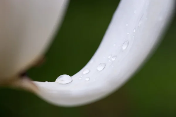 Verse bud van bloem — Stockfoto