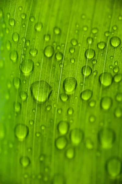 신선한 녹색 — 스톡 사진
