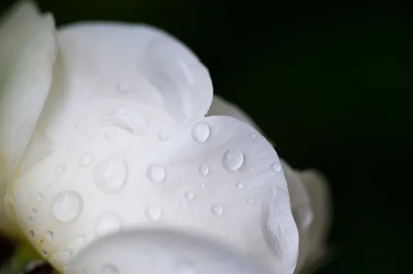 Frische Knospe der Blume — Stockfoto