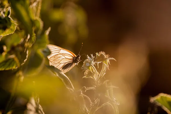 Borboleta perto — Fotografia de Stock