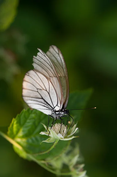 Motyl z bliska — Zdjęcie stockowe