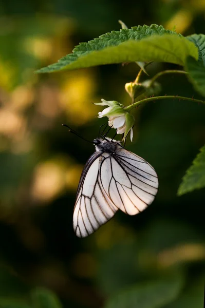 Motyl z bliska — Zdjęcie stockowe