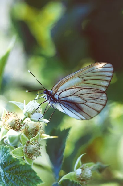 Motyl z bliska — Zdjęcie stockowe