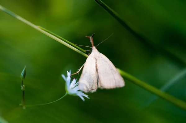 Motyl z bliska — Zdjęcie stockowe