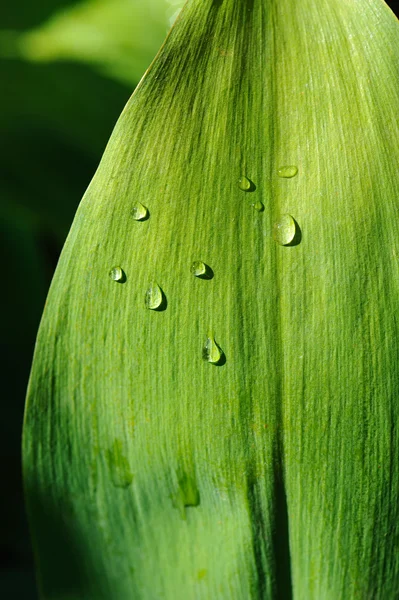 Feuille humide gros plan — Photo