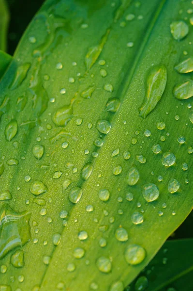 Natte blad close-up — Stockfoto