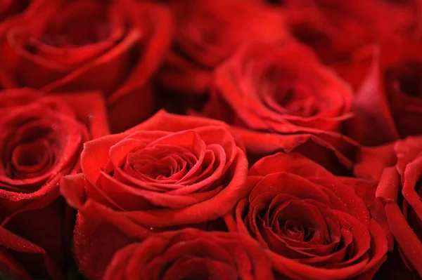 Rose rosse — Foto Stock