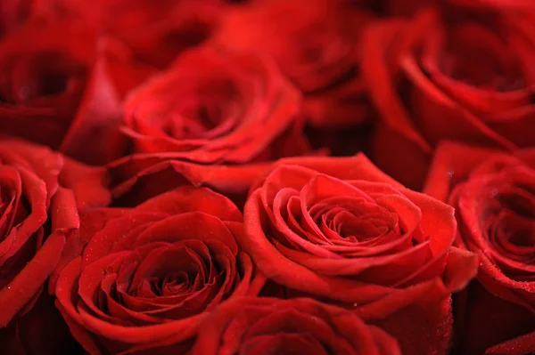 Rose rosse — Foto Stock