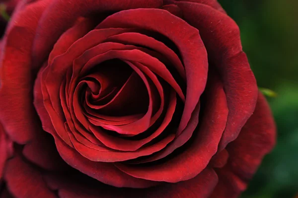赤いバラ. — ストック写真