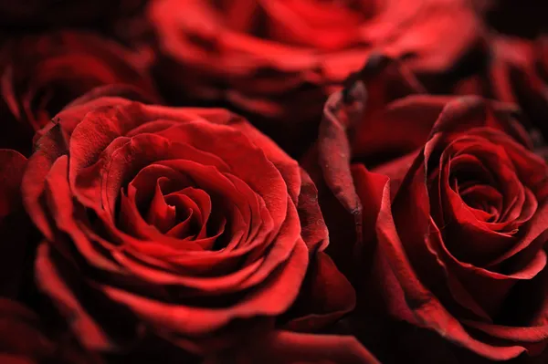 Kytice růží vybledlé — Stock fotografie