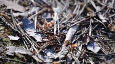 çalışma meşgul karıncalar.