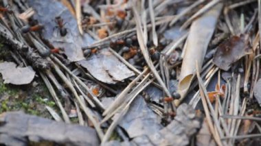 çalışma meşgul karıncalar.