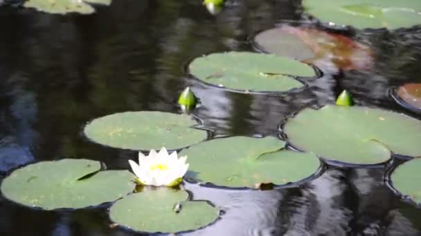 Lys d'eau 