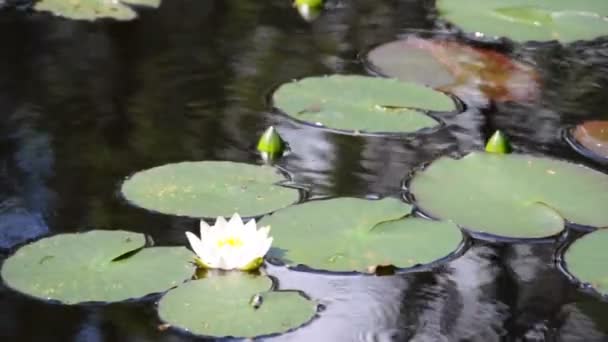 Water lily — Stock Video