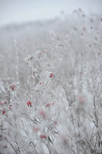 霜で覆われて dogrose — ストック写真