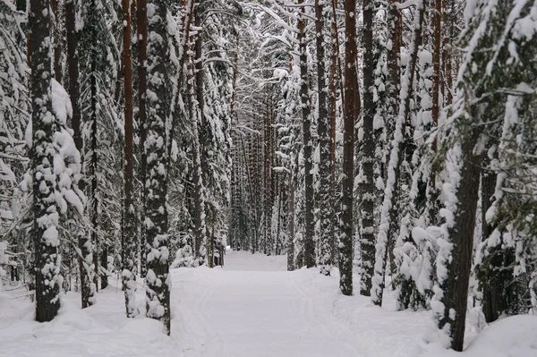 Ski path. — Stock Photo, Image