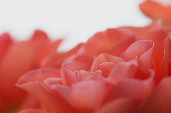 장미 꽃 — 스톡 사진