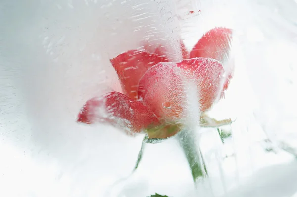 Eiskalte Rose — Stockfoto