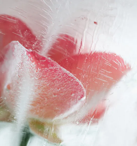 Led studený růže — Stock fotografie