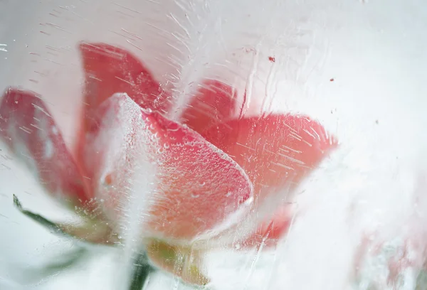 Lód zimnych róża — Zdjęcie stockowe