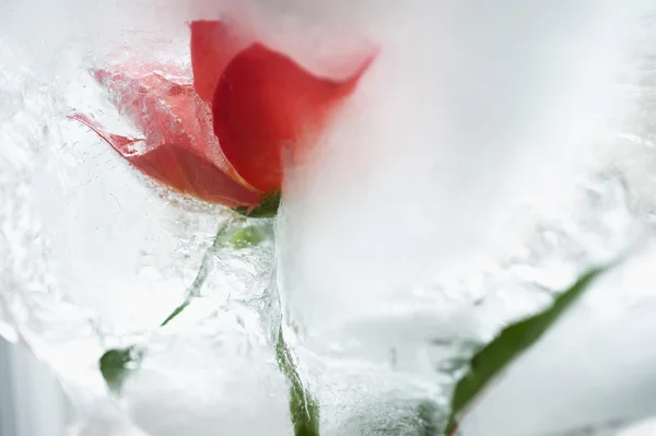 Eiskalte Rose — Stockfoto