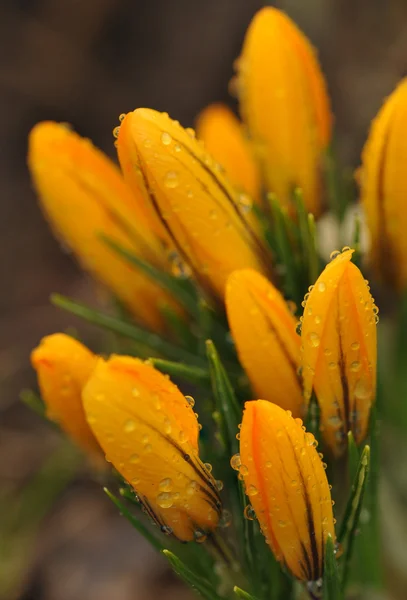 Tulpaner efter regn — Stockfoto