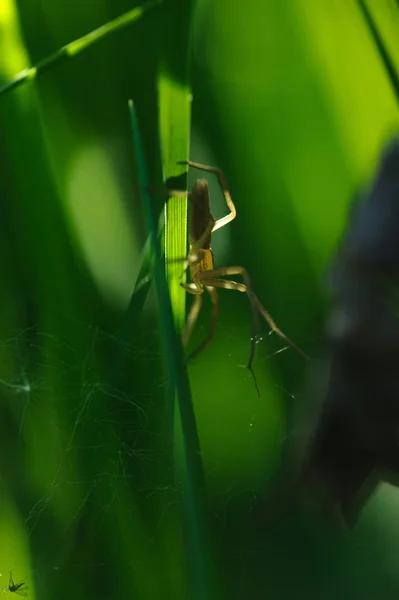 Spider Aspetta Una Vittima — Foto Stock