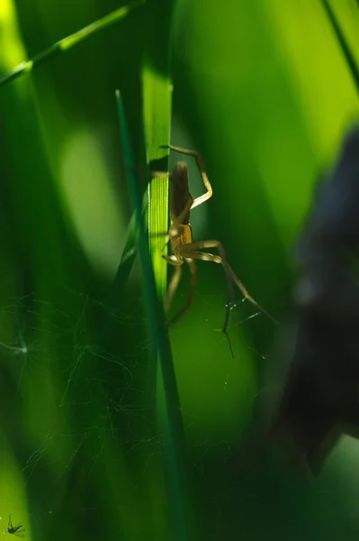 Aranha Espera Por Uma Vítima — Fotografia de Stock