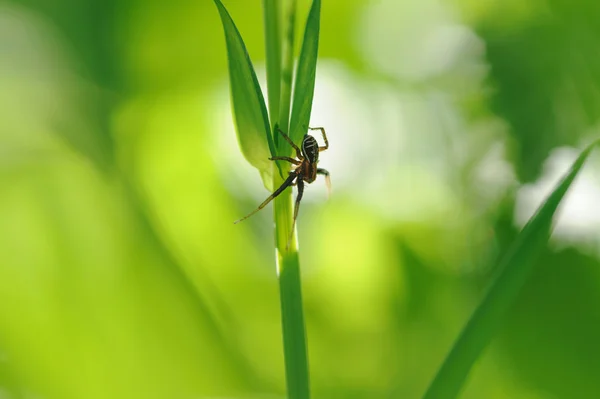 Spinne auf grünem Gras. — Stockfoto