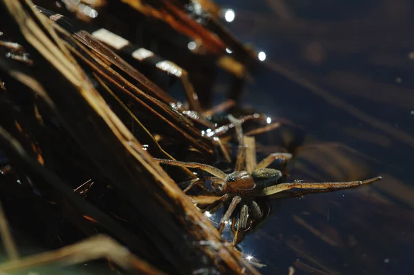 Close Water Spider — Stock Photo, Image