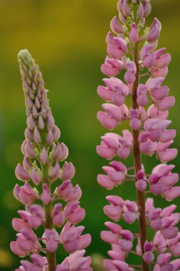 acı bakla çiçekler