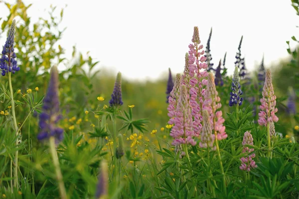 Lupin Flowers Evenings Lights Sun — Stock Photo, Image