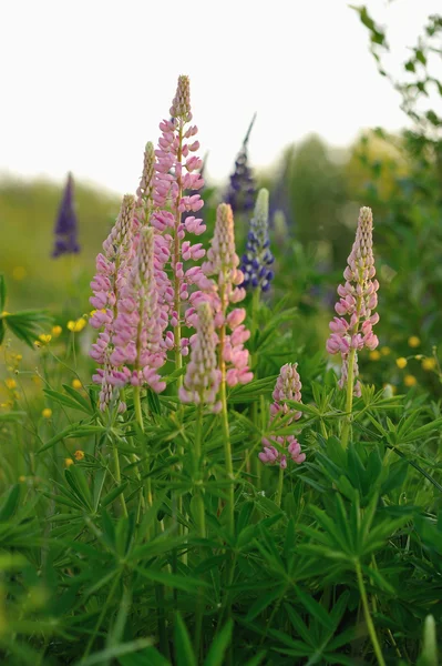 Lupin Blommor Kvällarna Lyser Solen — Stockfoto