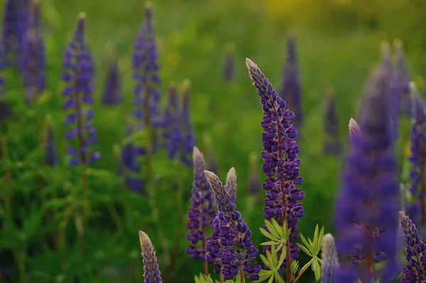 Lupin Flowers Evenings Lights Sun — Stock Photo, Image