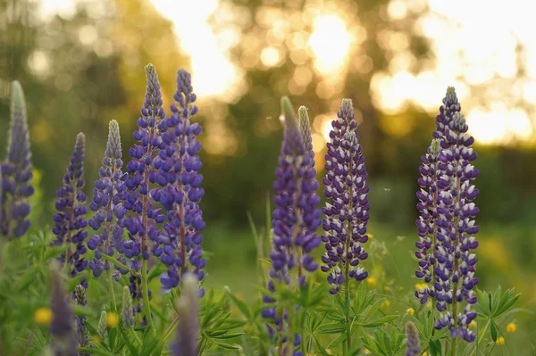 Lupin Flowers Evenings Lights Sun — Stock Photo, Image