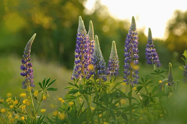 Lupin Květiny Večery Světla Slunce — Stock fotografie