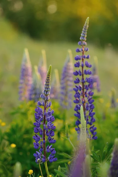 Lupin Flores Noite Luzes Sol — Fotografia de Stock