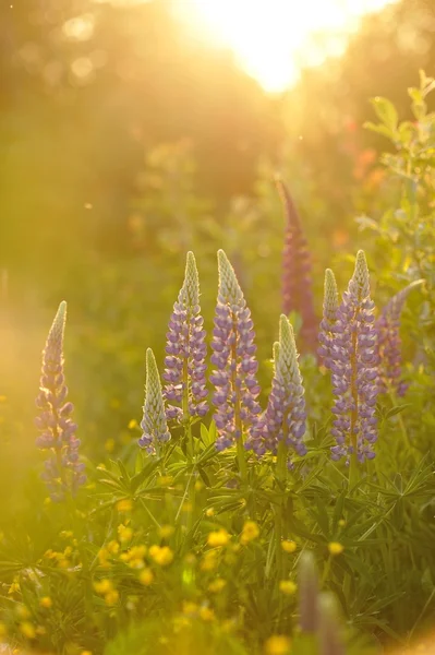 Lupine flowers — Stock Photo, Image