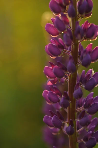 Lupin blommor — Stockfoto