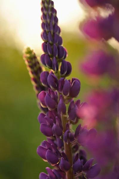 Lupine flores — Fotografia de Stock