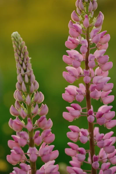 Lupine flowers — Stock Photo, Image