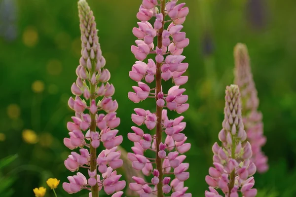 Lupine flowers — Stock Photo, Image