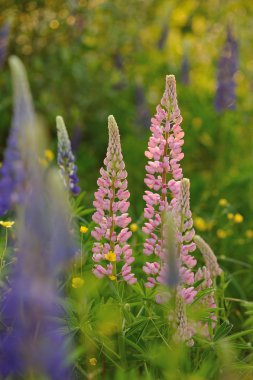 Lupin akşam ışıklar güneş çiçeği..