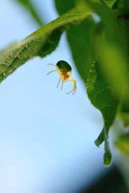 Yeşil örümcek.