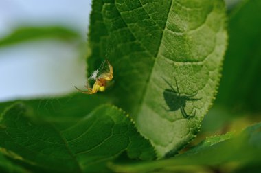 örümcek ve alter ego