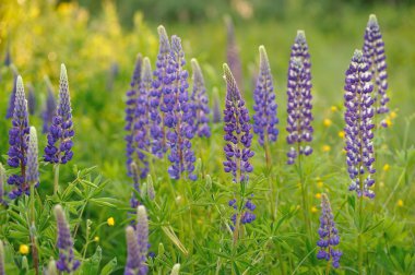 Lupin akşam ışıklar güneş çiçeği..